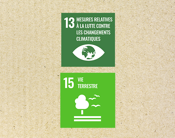 Deux icônes vertes illustrant les objectifs de développement durable 13 et 15, avec des symboles de planète et d'arbre sur fond beige.