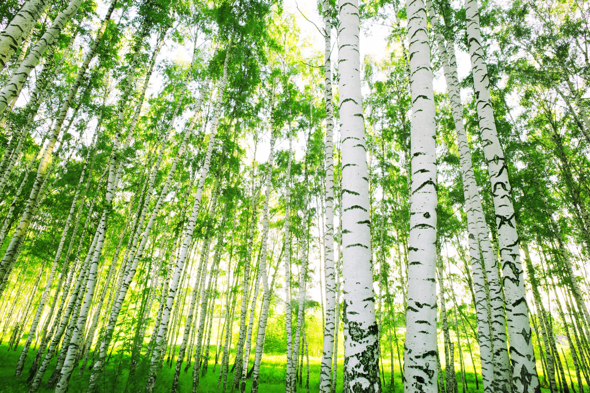 Forêt de bouleaux aux troncs blancs et noirs, entourée de feuillage vert vif sous un ciel ensoleillé.